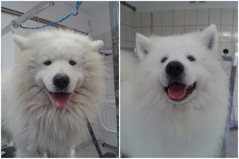 Samojed przed i po wizycie u groomera