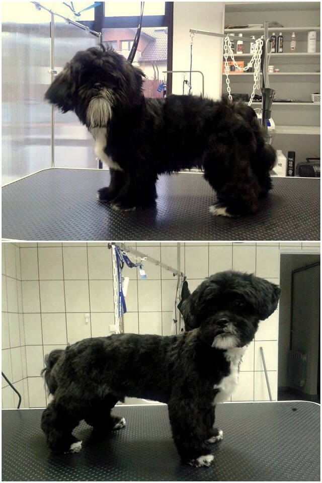 Shih Tzu przed i po groomingu